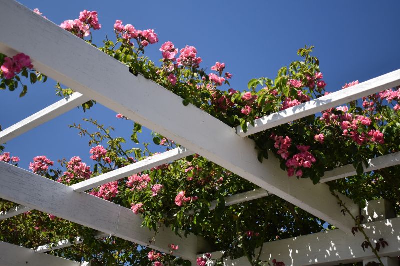 Grape Trellis Installation in Wilmington, NC