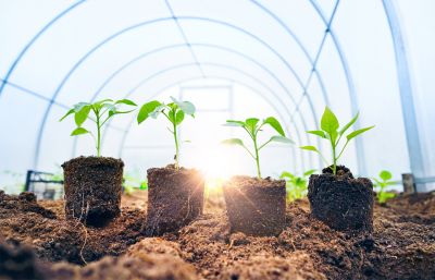 Greenhouse Construction